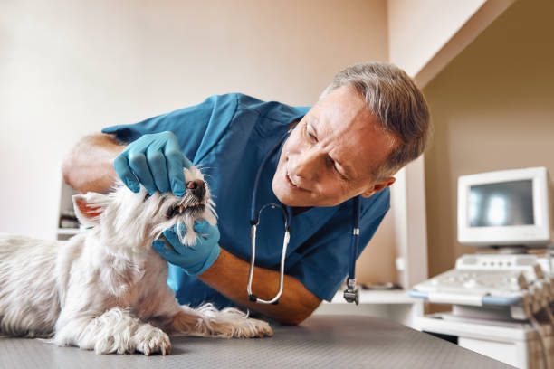 Best Same-Day Emergency Dental Services in Hillcrest Heights, MD